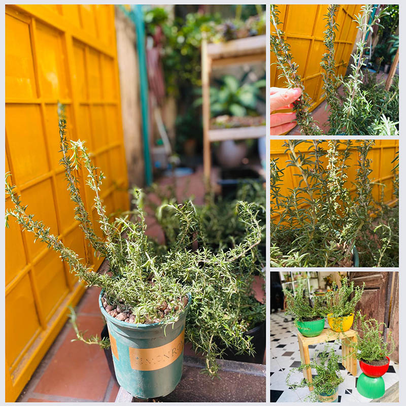 Vườn Mai Bonsai-Cổ Thụ Hà Ba Trận