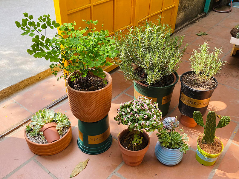 Vườn Mai Bonsai-Cổ Thụ Hà Ba Trận