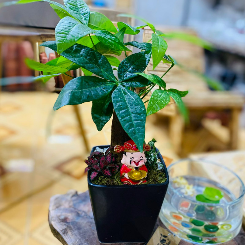 Vườn Mai Bonsai-Cổ Thụ Hà Ba Trận