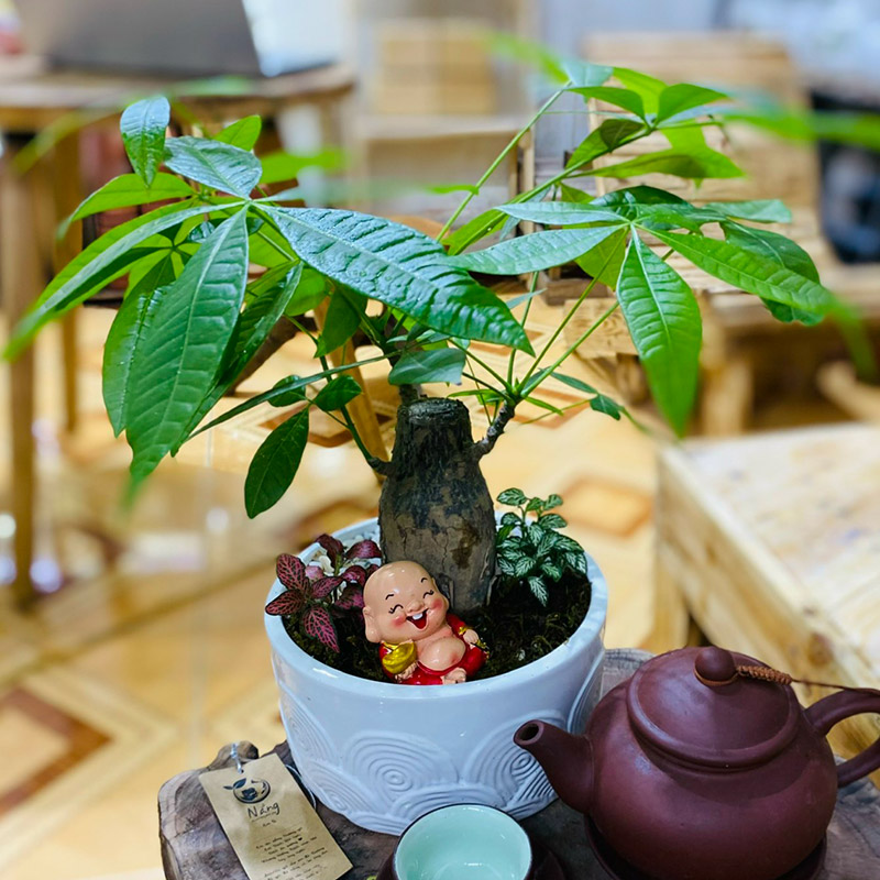 Vườn Mai Bonsai-Cổ Thụ Hà Ba Trận