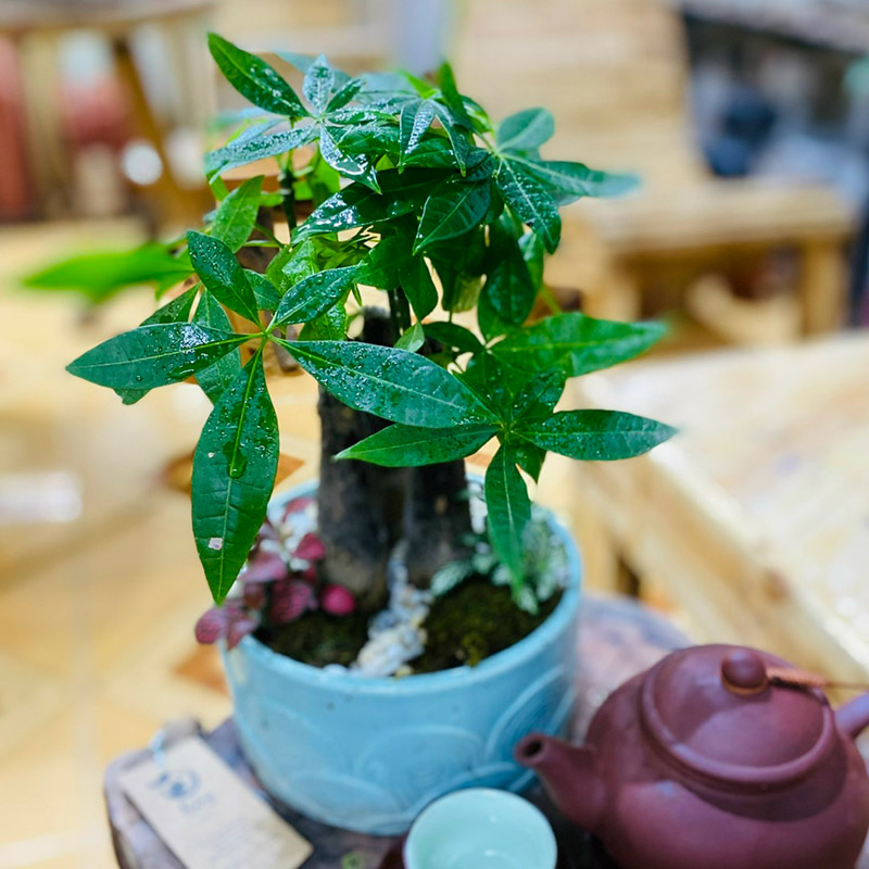 Vườn Mai Bonsai-Cổ Thụ Hà Ba Trận