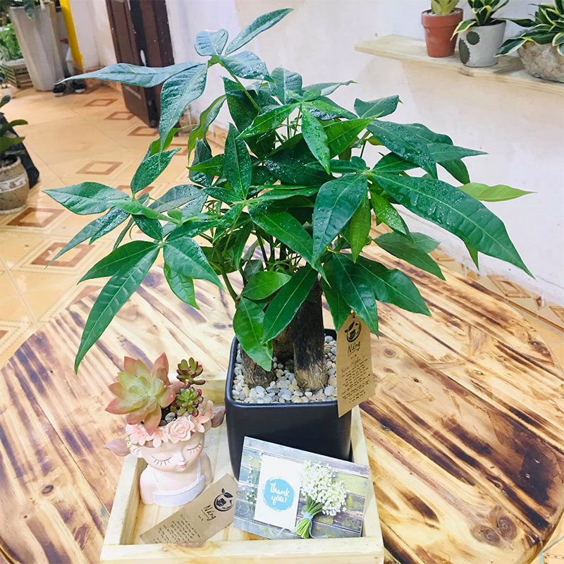 Vườn Mai Bonsai-Cổ Thụ Hà Ba Trận