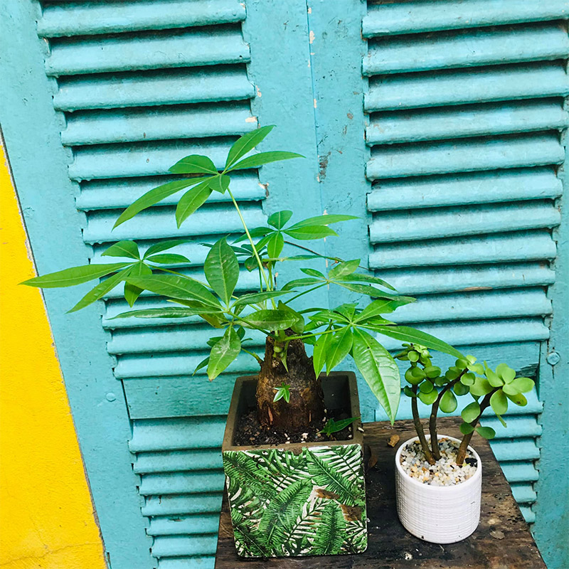 Vườn Mai Bonsai-Cổ Thụ Hà Ba Trận