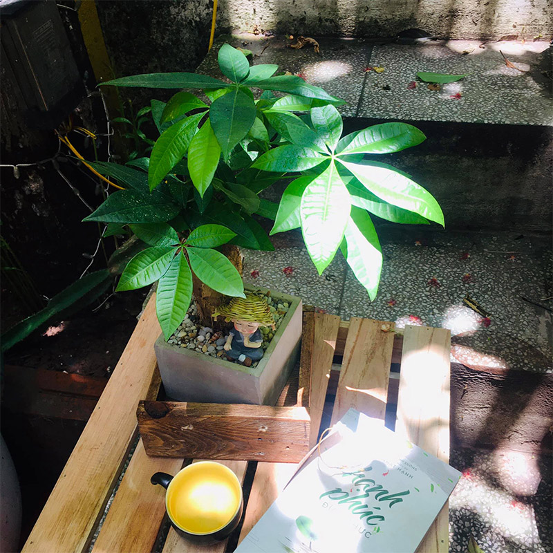 Vườn Mai Bonsai-Cổ Thụ Hà Ba Trận
