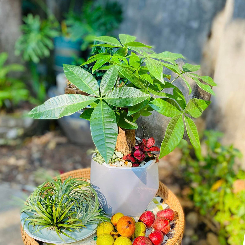 Vườn Mai Bonsai-Cổ Thụ Hà Ba Trận