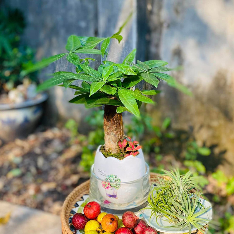 Vườn Mai Bonsai-Cổ Thụ Hà Ba Trận
