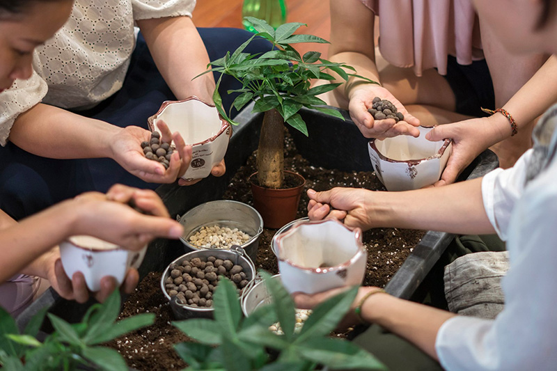 Vườn Mai Bonsai-Cổ Thụ Hà Ba Trận