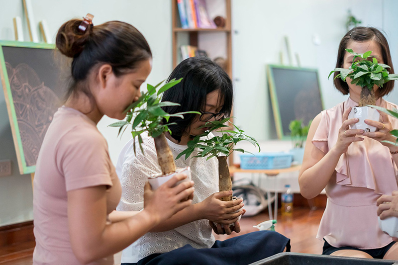Vườn Mai Bonsai-Cổ Thụ Hà Ba Trận