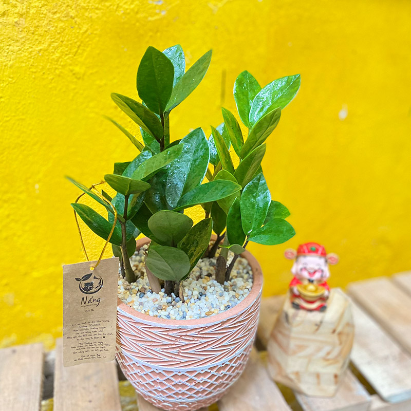 Vườn Mai Bonsai-Cổ Thụ Hà Ba Trận