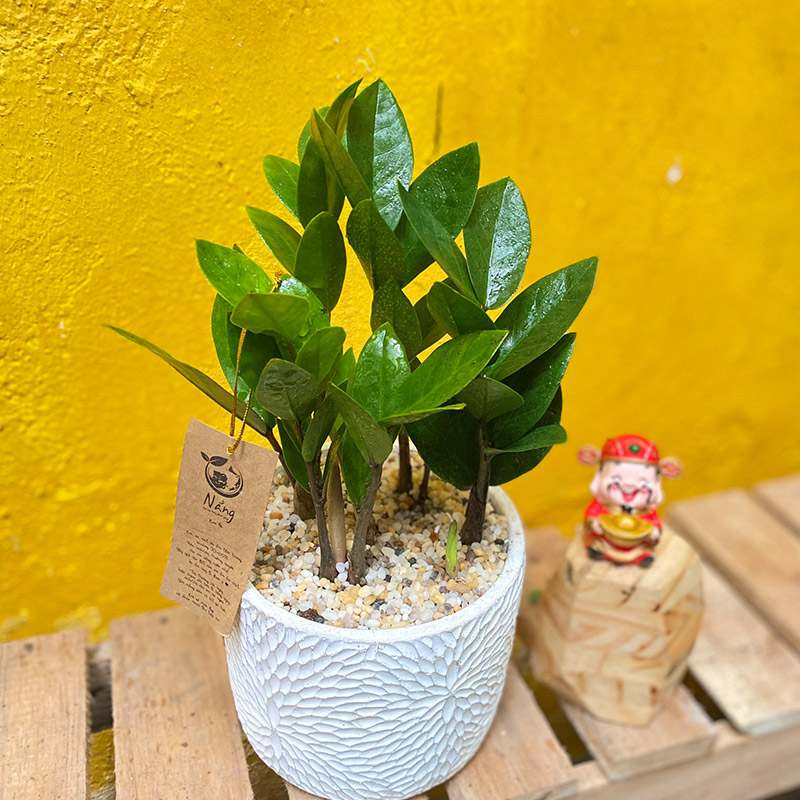 Vườn Mai Bonsai-Cổ Thụ Hà Ba Trận