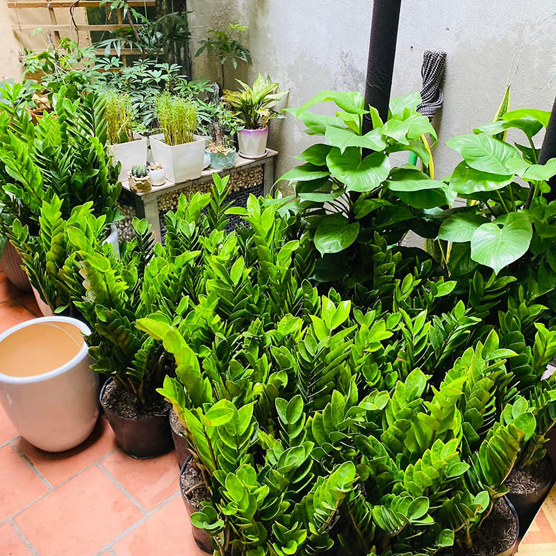 Vườn Mai Bonsai-Cổ Thụ Hà Ba Trận