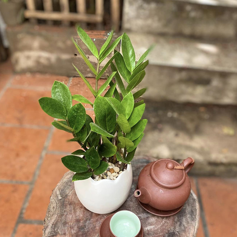 Vườn Mai Bonsai-Cổ Thụ Hà Ba Trận