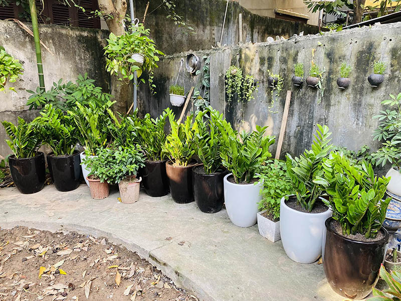 Vườn Mai Bonsai-Cổ Thụ Hà Ba Trận