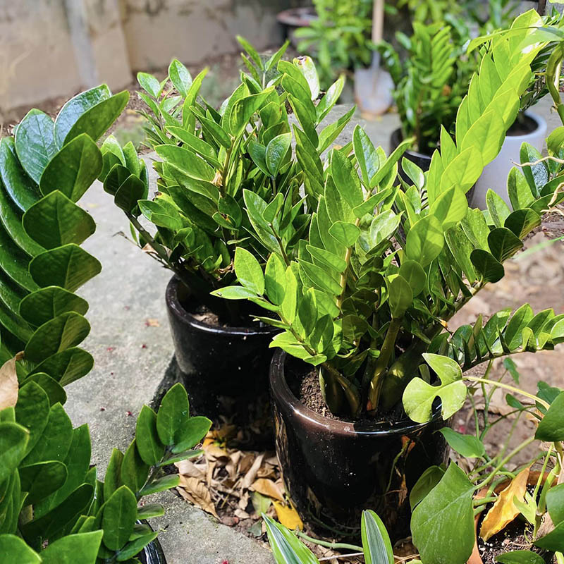 Vườn Mai Bonsai-Cổ Thụ Hà Ba Trận
