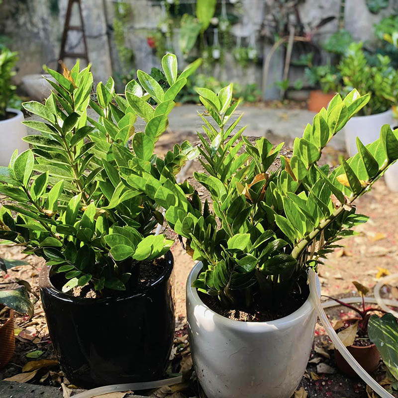 Vườn Mai Bonsai-Cổ Thụ Hà Ba Trận