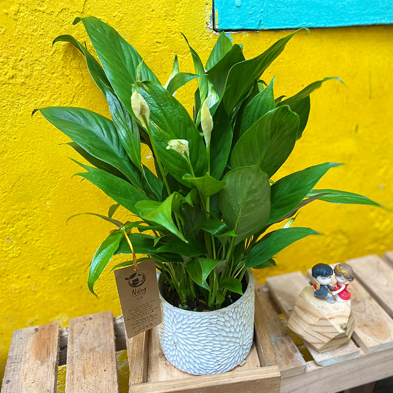 Vườn Mai Bonsai-Cổ Thụ Hà Ba Trận