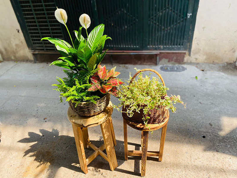 Vườn Mai Bonsai-Cổ Thụ Hà Ba Trận
