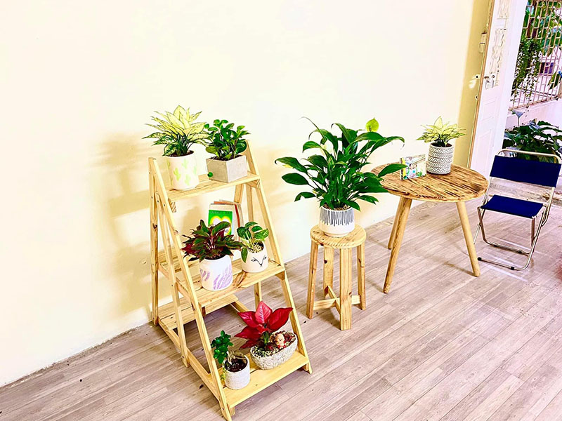 Vườn Mai Bonsai-Cổ Thụ Hà Ba Trận