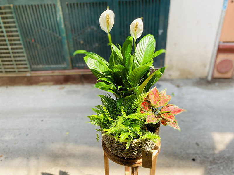 Vườn Mai Bonsai-Cổ Thụ Hà Ba Trận