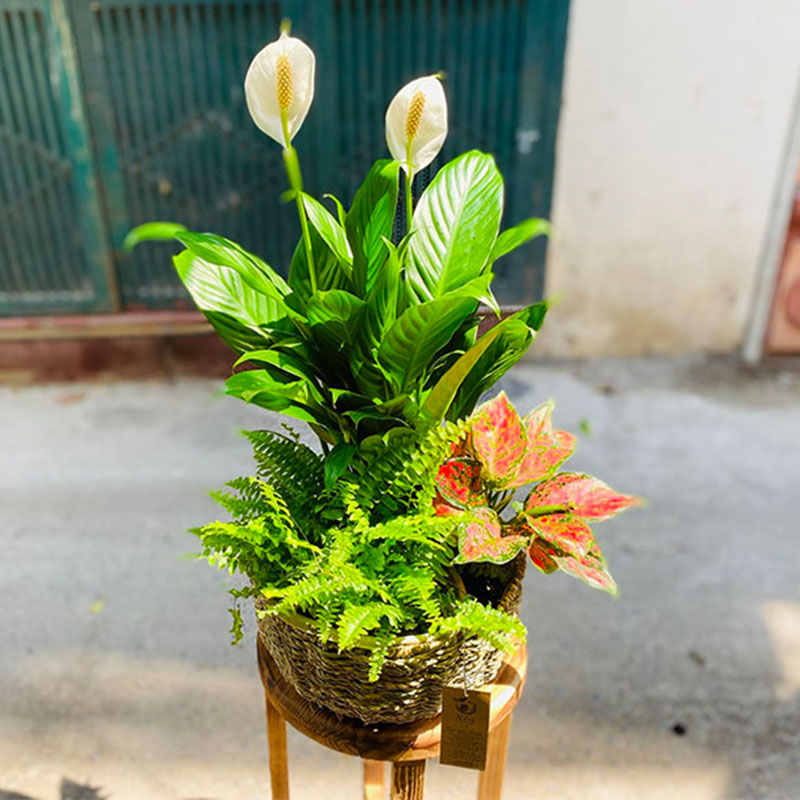 Vườn Mai Bonsai-Cổ Thụ Hà Ba Trận