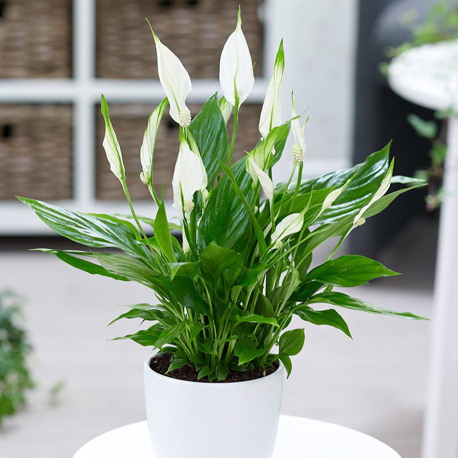Vườn Mai Bonsai-Cổ Thụ Hà Ba Trận