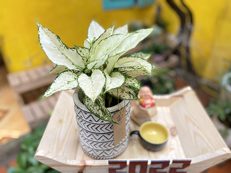 Vườn Mai Bonsai-Cổ Thụ Hà Ba Trận