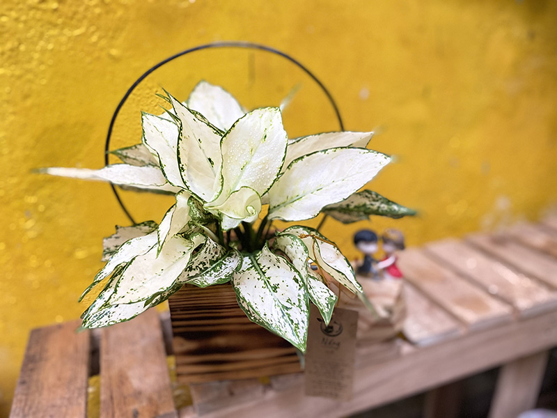 Vườn Mai Bonsai-Cổ Thụ Hà Ba Trận