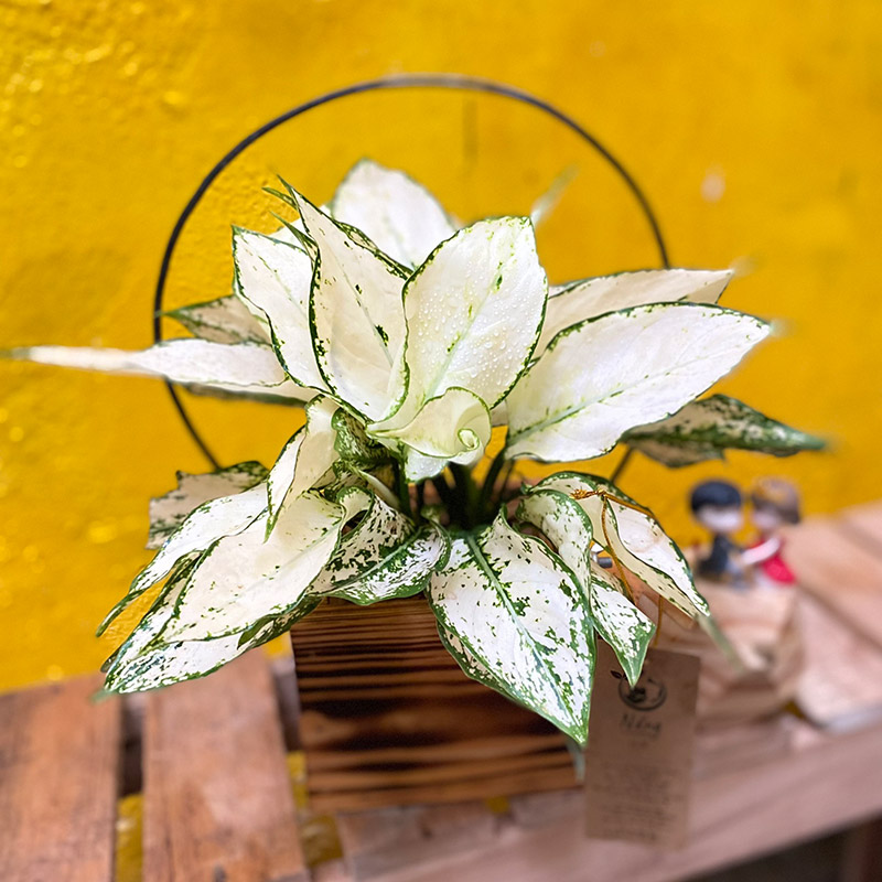 Vườn Mai Bonsai-Cổ Thụ Hà Ba Trận