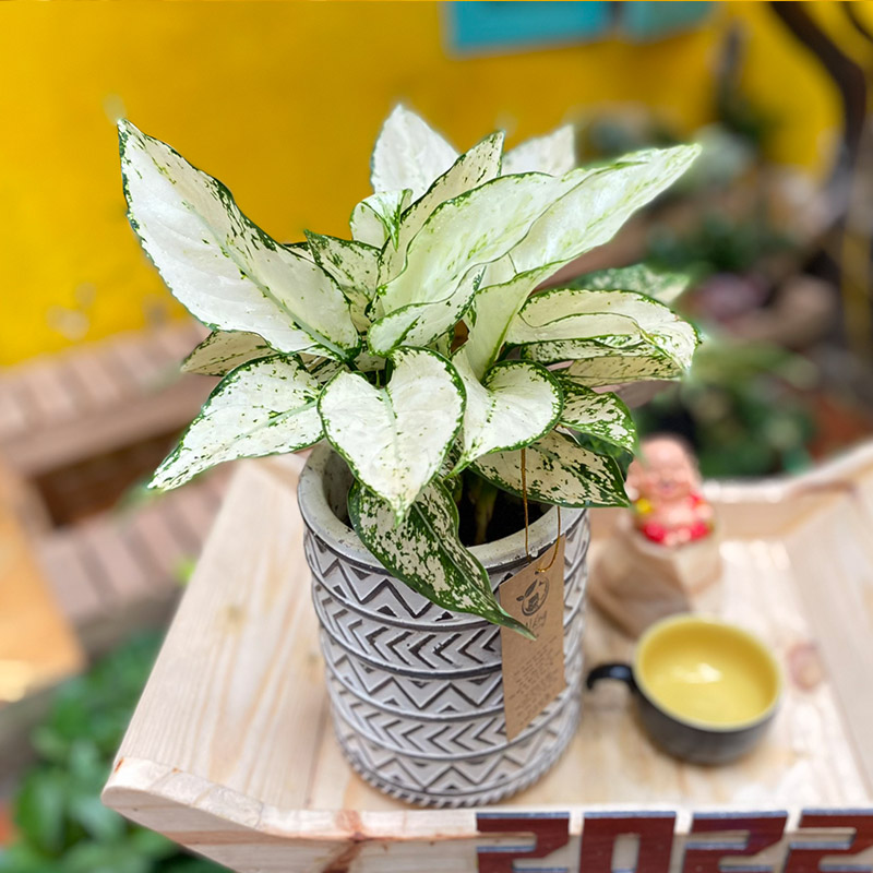 Vườn Mai Bonsai-Cổ Thụ Hà Ba Trận