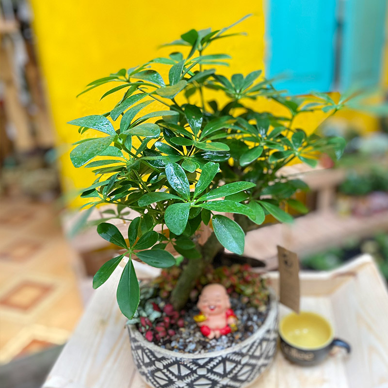 Vườn Mai Bonsai-Cổ Thụ Hà Ba Trận