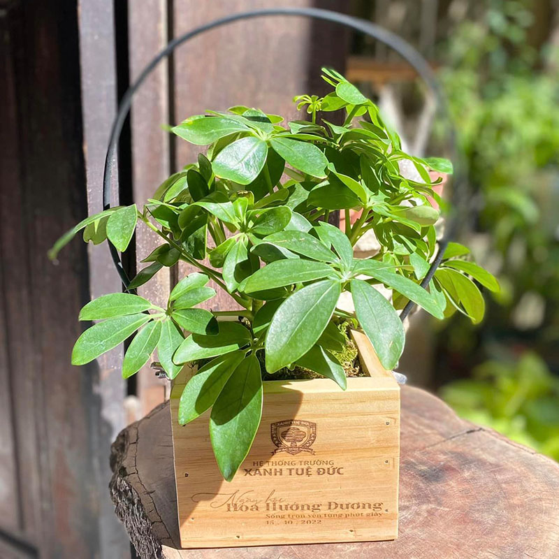 Vườn Mai Bonsai-Cổ Thụ Hà Ba Trận