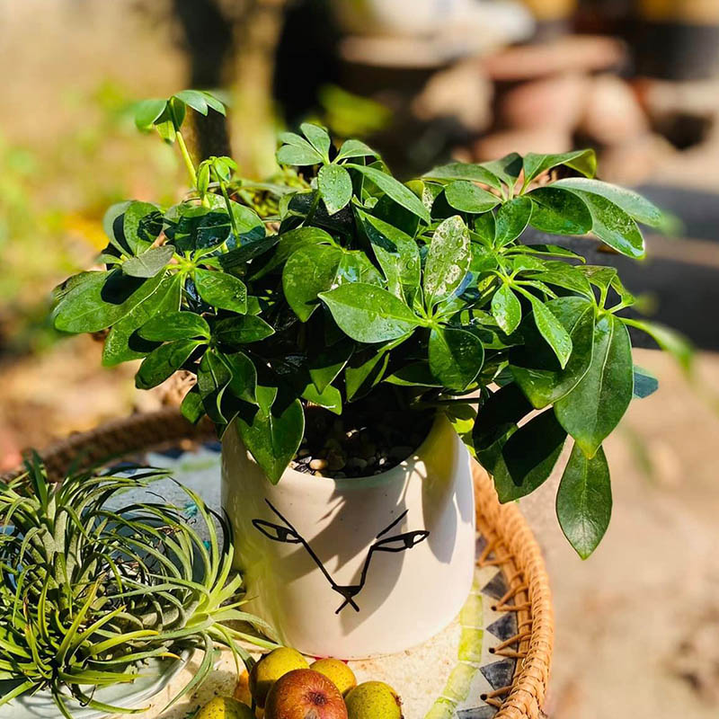 Vườn Mai Bonsai-Cổ Thụ Hà Ba Trận