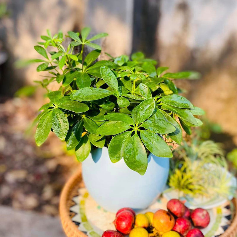 Vườn Mai Bonsai-Cổ Thụ Hà Ba Trận
