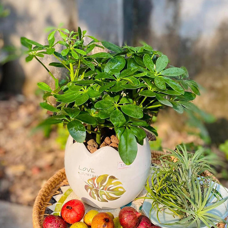 Vườn Mai Bonsai-Cổ Thụ Hà Ba Trận