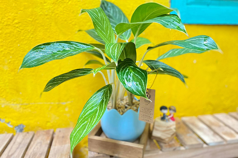 Vườn Mai Bonsai-Cổ Thụ Hà Ba Trận