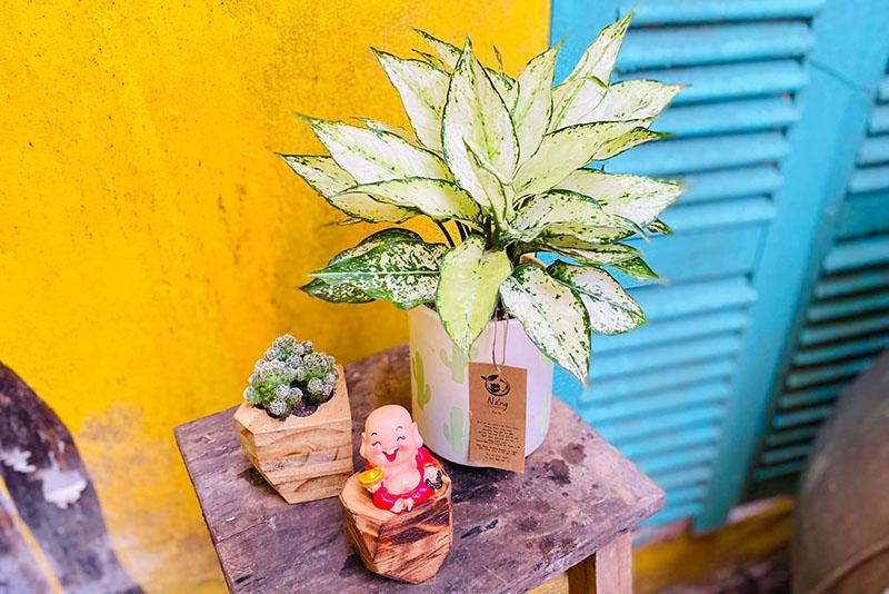 Vườn Mai Bonsai-Cổ Thụ Hà Ba Trận