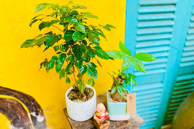Vườn Mai Bonsai-Cổ Thụ Hà Ba Trận