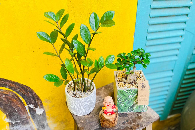 Vườn Mai Bonsai-Cổ Thụ Hà Ba Trận