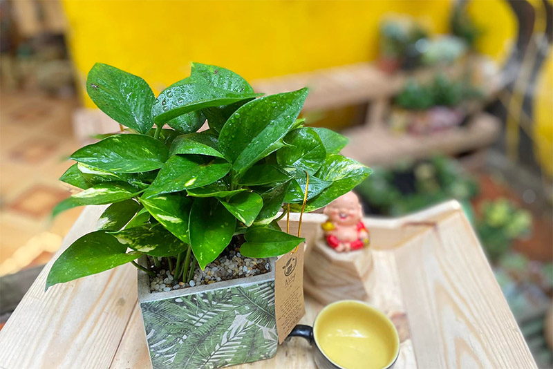 Vườn Mai Bonsai-Cổ Thụ Hà Ba Trận