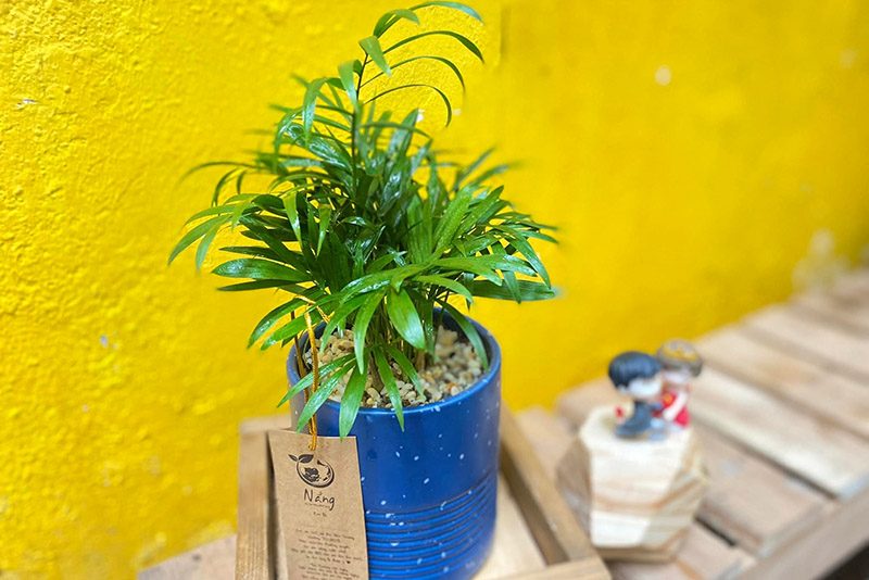Vườn Mai Bonsai-Cổ Thụ Hà Ba Trận