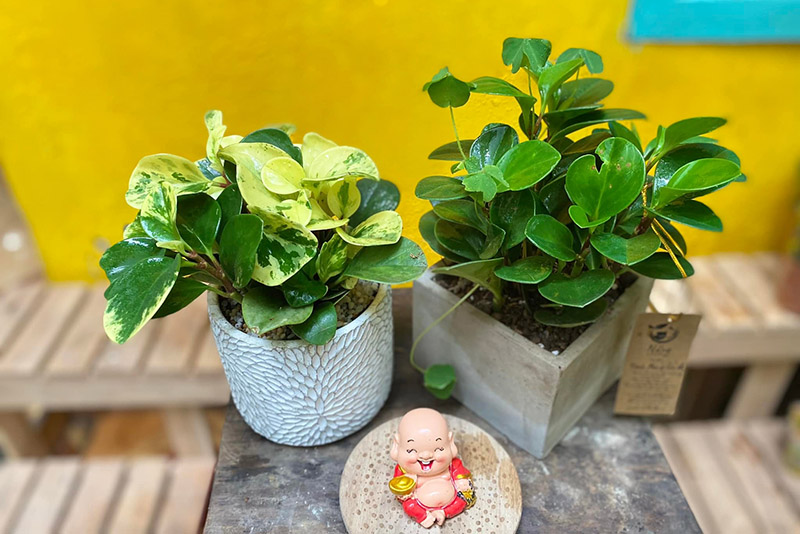 Vườn Mai Bonsai-Cổ Thụ Hà Ba Trận