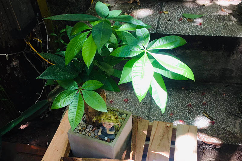 Vườn Mai Bonsai-Cổ Thụ Hà Ba Trận