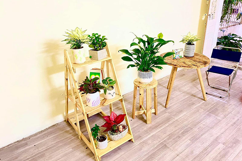 Vườn Mai Bonsai-Cổ Thụ Hà Ba Trận