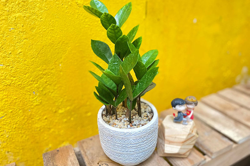Vườn Mai Bonsai-Cổ Thụ Hà Ba Trận