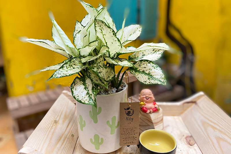 Vườn Mai Bonsai-Cổ Thụ Hà Ba Trận