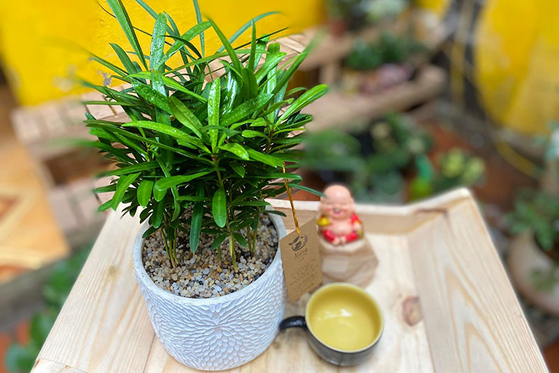 Vườn Mai Bonsai-Cổ Thụ Hà Ba Trận