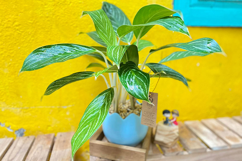 Vườn Mai Bonsai-Cổ Thụ Hà Ba Trận