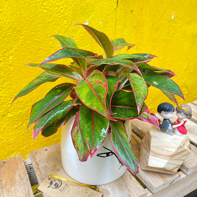 Vườn Mai Bonsai-Cổ Thụ Hà Ba Trận