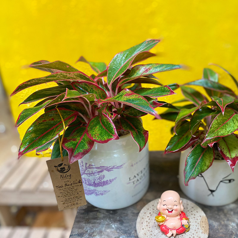 Vườn Mai Bonsai-Cổ Thụ Hà Ba Trận