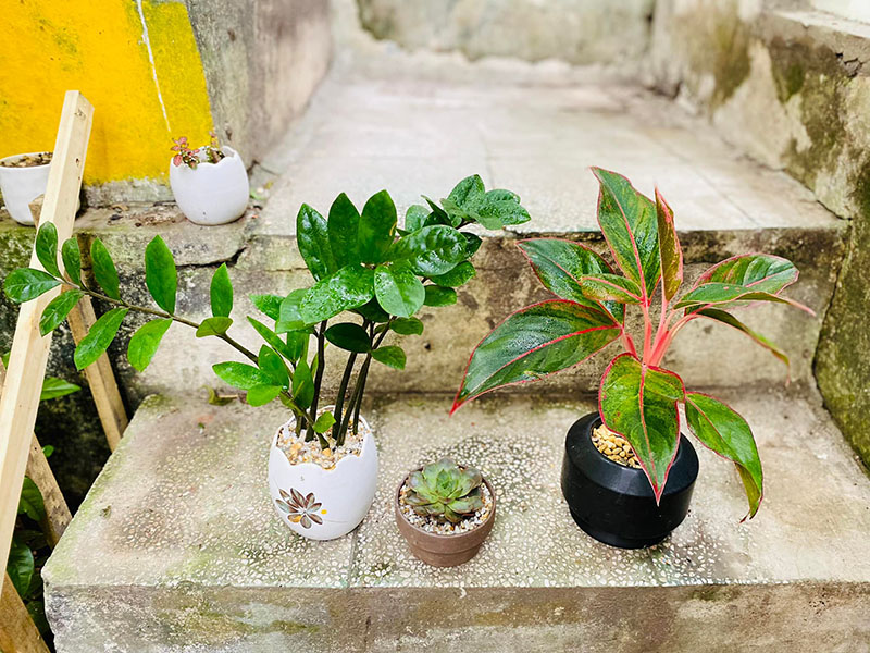 Vườn Mai Bonsai-Cổ Thụ Hà Ba Trận